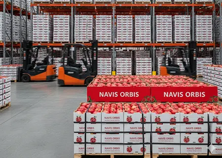 Premium pomegranate exporter from India serving global markets