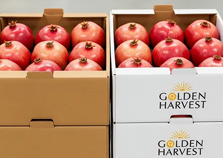 Navis Orbis – leading pomegranate exporter from India with trusted supply