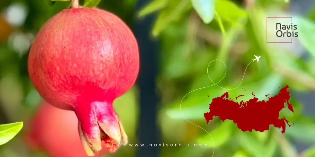 Pomegranate Export from India